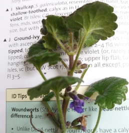 Ground ivy. Pretty sure. Don't put it in a salad on my say-so, though.