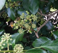 Honey bee and wasp on ivy